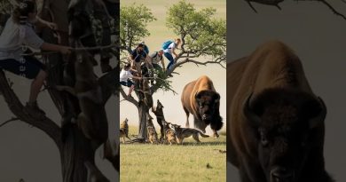 Le Bison Américain Sauve les Explorateurs