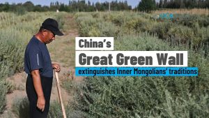 Le Grand Mur Vert de Chine : Reforestation et traditions menacées
