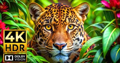 Le Paradis des Vidéos Animalières 4K HDR à 60fps