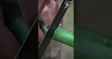 Le Secret d'une Boîte à Feu : Artisanat et Héritage Intangible