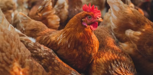 Le XXIe siècle : un tournant pour la protection et le bien-être des animaux