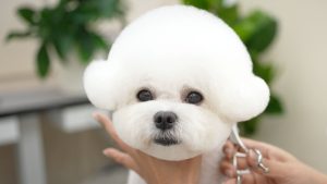 Le chiot le plus mignon du monde, comme un ours en peluche ! đ¶đ