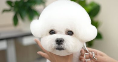 Le chiot le plus mignon du monde, comme un ours en peluche ! 🐶💕