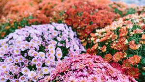 Le chrysanthème, ce n’est pas que pour la Toussaint ! Découvrez comment le garder au jardin - ICI