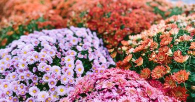 Le chrysanthème, ce n’est pas que pour la Toussaint ! Découvrez comment le garder au jardin - ICI