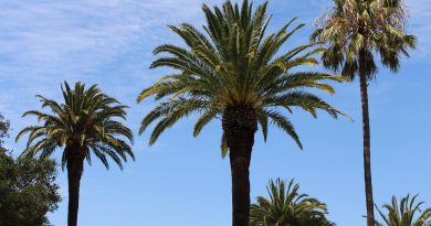Martinique, Fort-de-France, beach, volcano, palm, rainforest, Creole, boat, island
