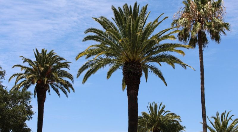 Martinique, Fort-de-France, beach, volcano, palm, rainforest, Creole, boat, island