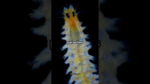 Le meilleur aliment naturel contre les parasites 🌿