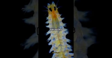 Le meilleur aliment naturel contre les parasites 🌿