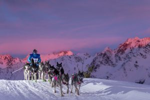 Le musher Jean Combazard en pleine préparation pour sa 19e Grande Odyssée
