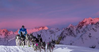 Le musher Jean Combazard en pleine préparation pour sa 19e Grande Odyssée