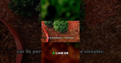 Le paillis : votre allié contre la sécheresse