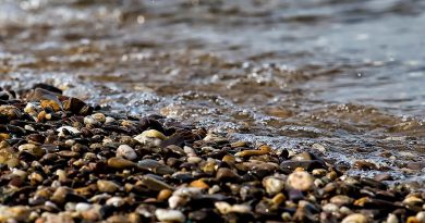 Pays de la Loire, Nantes, Angers, Loire river, castle, vineyard, coast, landscape