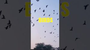 Le pic de migration des oiseaux atteint l'Alabama