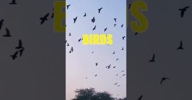 Le pic de migration des oiseaux atteint l'Alabama