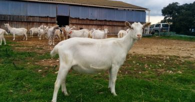 Le plan d’Agrial pour sécuriser son approvisionnement en lait de chèvre