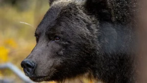 L'ours no 122, appelé le Boss, photographié dans le parc national Banff, en octobre 2025.