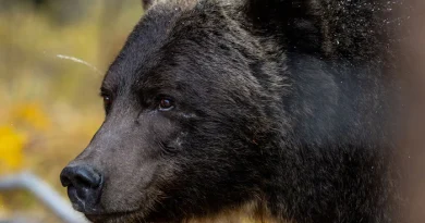 L'ours no 122, appelé le Boss, photographié dans le parc national Banff, en octobre 2025.