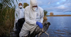 Le virus de la grippe aviaire détecté chez une oie sauvage à Vinelz, au bord du lac de Bienne | RTS