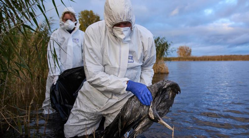 Le virus de la grippe aviaire détecté chez une oie sauvage à Vinelz, au bord du lac de Bienne | RTS