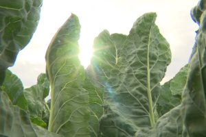 Légumes et maraîchage. Avec ce temps doux, les producteurs sont dans les choux
