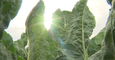 Légumes et maraîchage. Avec ce temps doux, les producteurs sont dans les choux