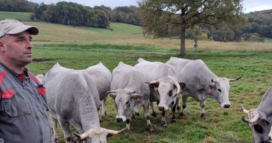 L’éleveur haut-garonnais face à la Dermatose : "On peut espérer passer à travers"