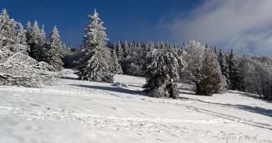Grand Est, Strasbourg, Reims, vineyard, Alsace, Vosges, forest, cathedral, village