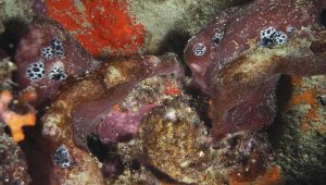 L'éponge pierre, un animal très étonnant ! - ICI