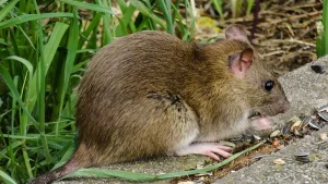 Leptospirose en Guadeloupe : une soixantaine de cas et un décès déjà recensés en 2025