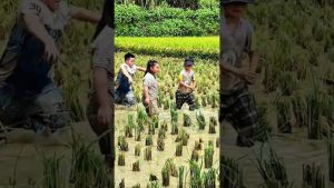 Les Activités Passionnantes des Agriculteurs Chinois Après la Récolte