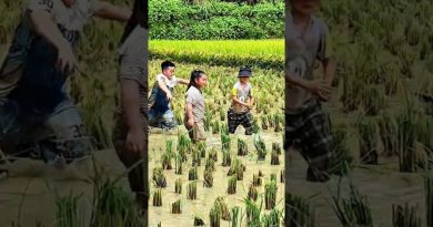 Les Activités Passionnantes des Agriculteurs Chinois Après la Récolte