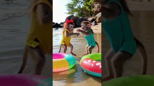 Les adorables bébés singes filles à la plage 🐵💖