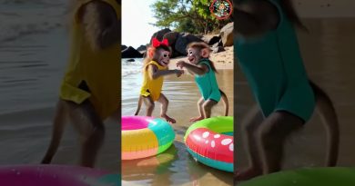 Les adorables bébés singes filles à la plage 🐵💖