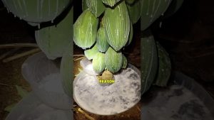 Les agriculteurs récoltent des tonnes de sève de papaye pour extraire la papaïne.