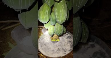 Les agriculteurs récoltent des tonnes de sève de papaye pour extraire la papaïne.