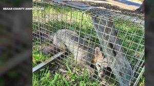 Les autorités de Bexar County alertent sur la rage et les vaccins