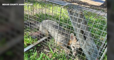 Les autorités de Bexar County alertent sur la rage et les vaccins