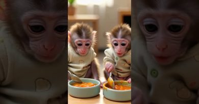 Les bébés singes les plus mignons dégustent de la gelée 🐵💖
