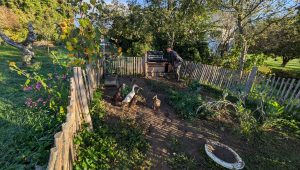 Les canards indiens d'Emmanuel à Pers Jussy mangent les limaces de son jardin - ICI
