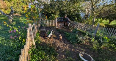 Les canards indiens d'Emmanuel à Pers Jussy mangent les limaces de son jardin - ICI