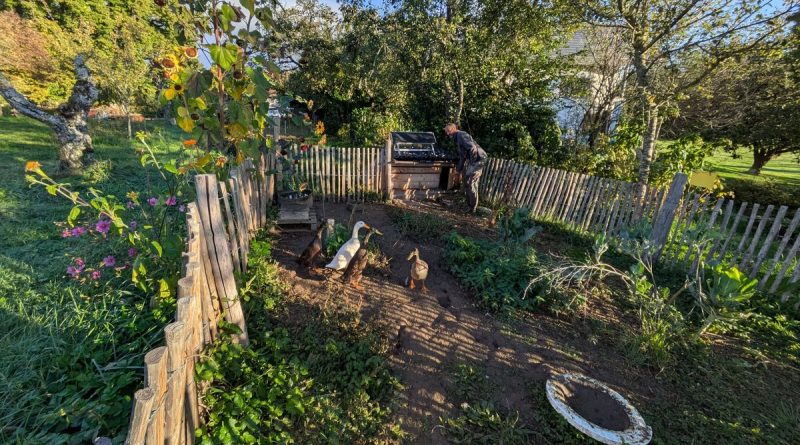 Les canards indiens d'Emmanuel à Pers Jussy mangent les limaces de son jardin - ICI