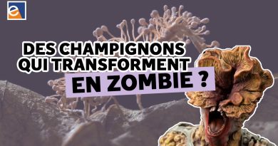 Les champignons apocalyptiques : révélations d'Audrey Dussutour