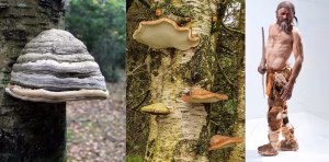 Les champignons découverts avec Ötzi, l'homme des glaces du Néolithique