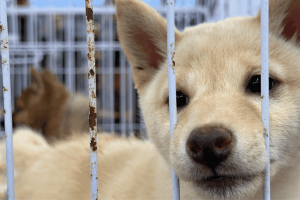 "Les chiens et les chats ne sont pas des marchandises" : les salons visés par une association de défense des animaux