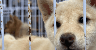 "Les chiens et les chats ne sont pas des marchandises" : les salons visés par une association de défense des animaux
