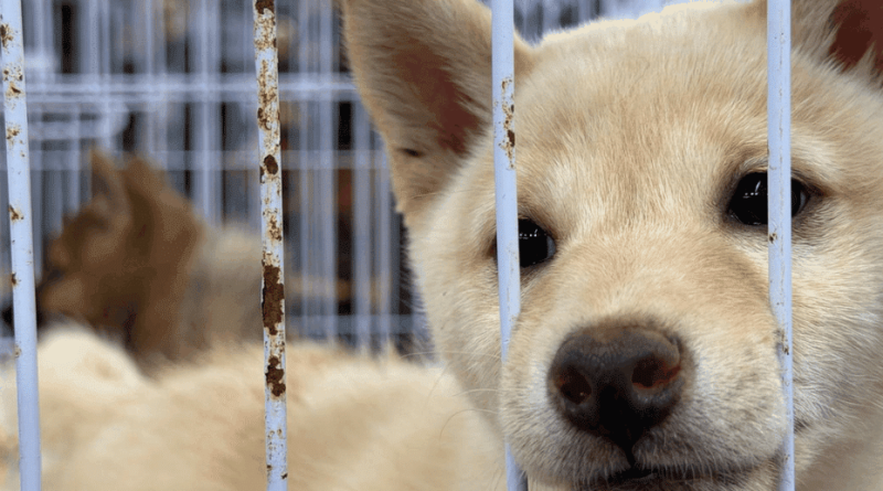 "Les chiens et les chats ne sont pas des marchandises" : les salons visés par une association de défense des animaux