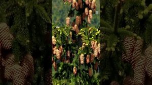 Les cônes de pin élevés annoncent-ils plus de neige ?