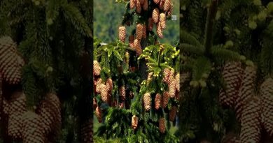 Les cônes de pin élevés annoncent-ils plus de neige ?