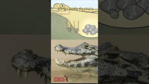 Les crocodiles et leur étrange habitude d'avaler des cailloux